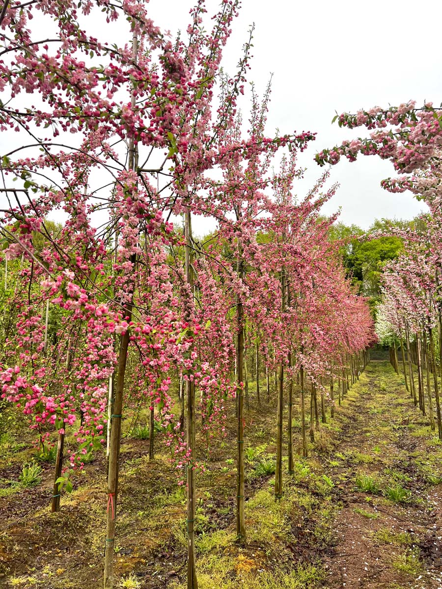 Malus 'Hillieri' op stam op stam
