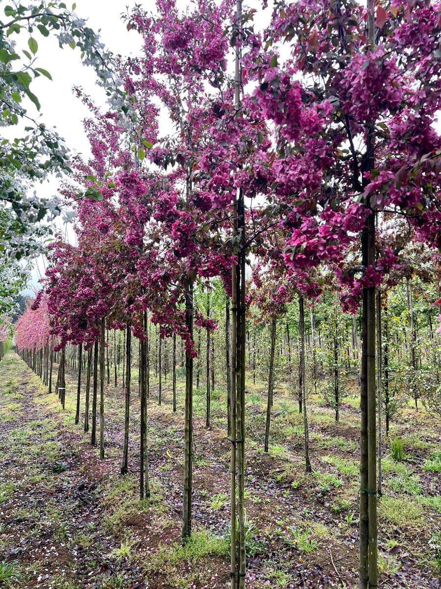 Malus 'Profusion' op stam op stam