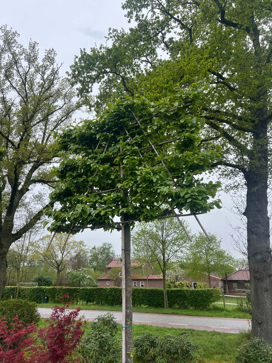 Parrotia persica leiboom leiboom