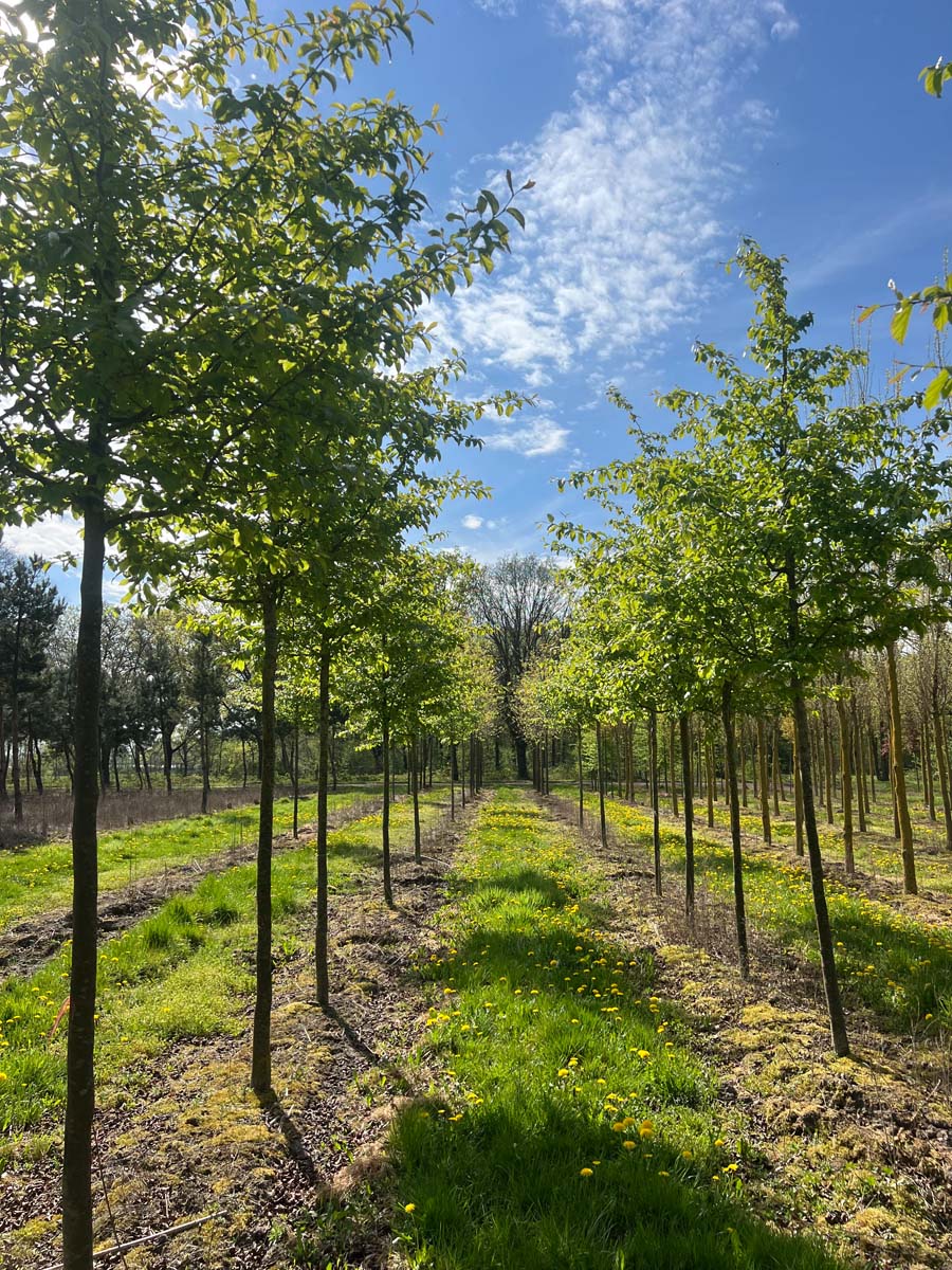 Parrotia persica 'Vanessa' op stam op stam