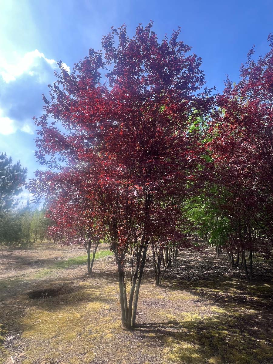Prunus cerasifera 'Nigra' meerstammig / struik meerstammig