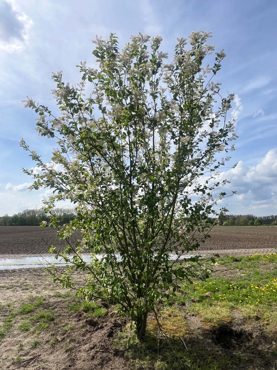 Prunus maackii 'Amber Beauty' meerstammig / struik meerstammig