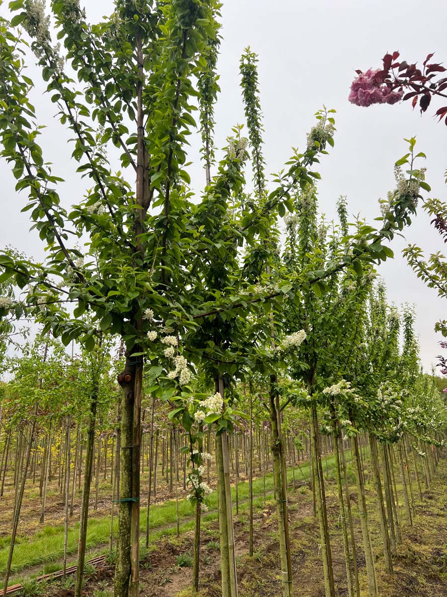 Prunus padus 'Tiefurt' op stam op stam