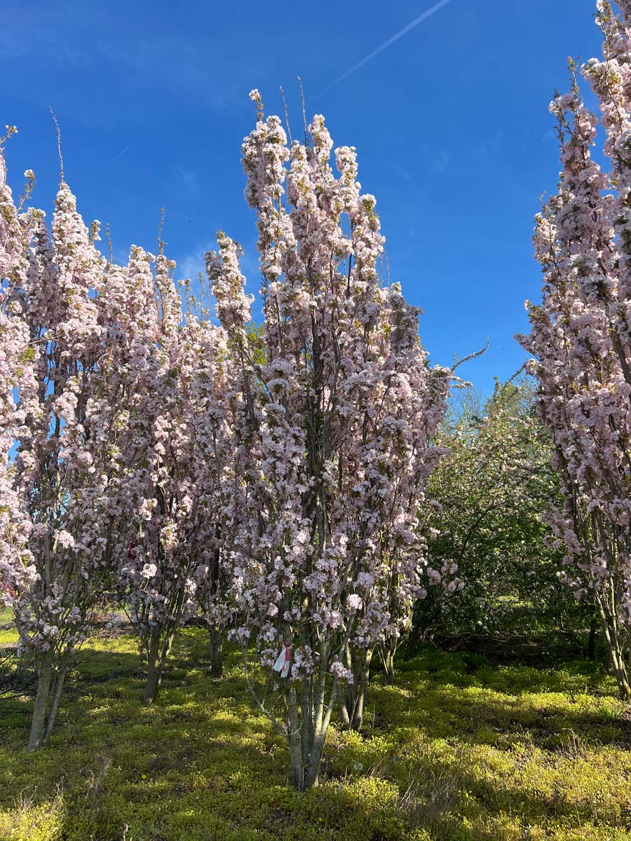 Prunus serrulata 'Amanogawa' meerstammig / struik meerstammig