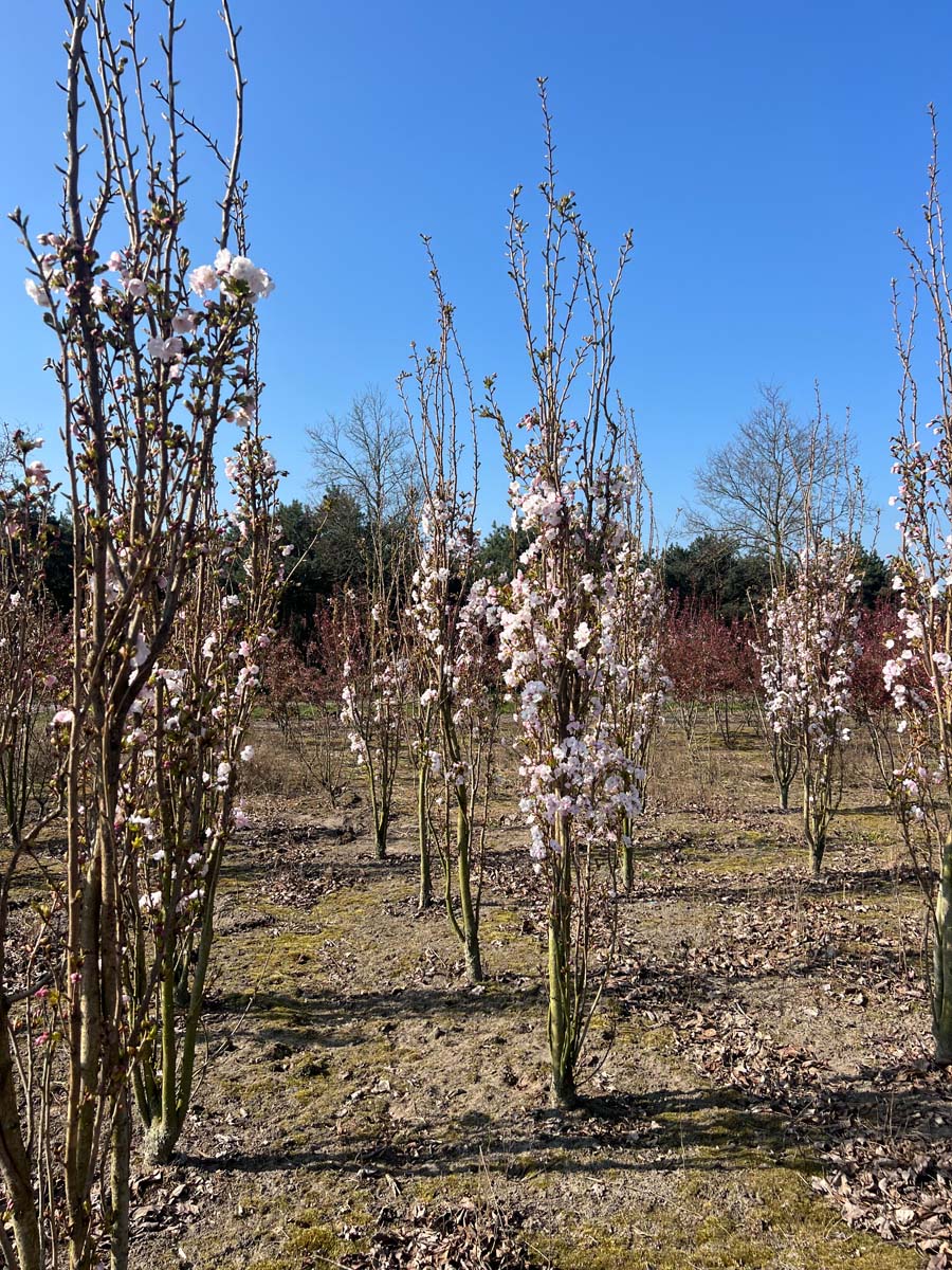 Prunus serrulata 'Amanogawa' meerstammig / struik meerstammig