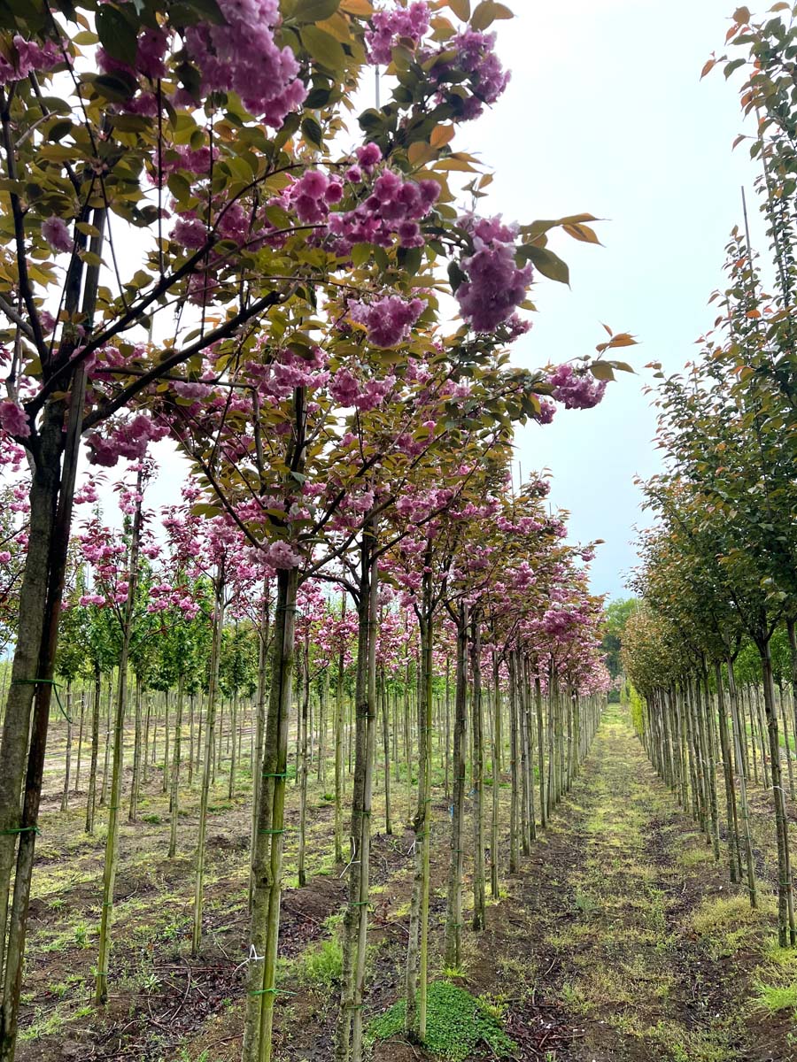 Prunus serrulata 'Kanzan' op stam op stam