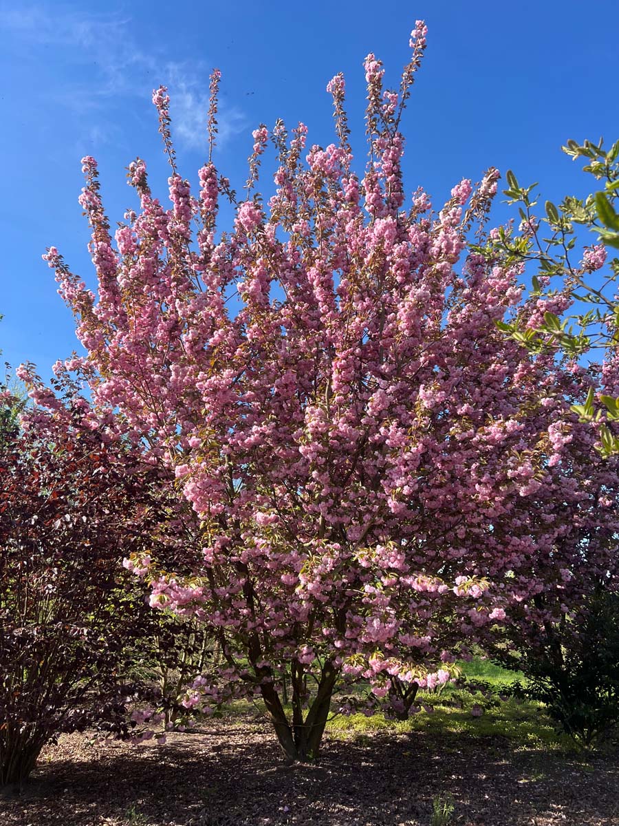 Prunus serrulata 'Kanzan' meerstammig / struik meerstammig