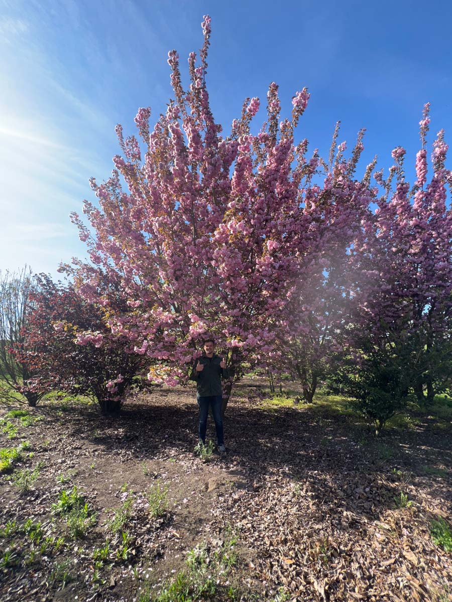 Prunus serrulata 'Kanzan' meerstammig / struik meerstammig