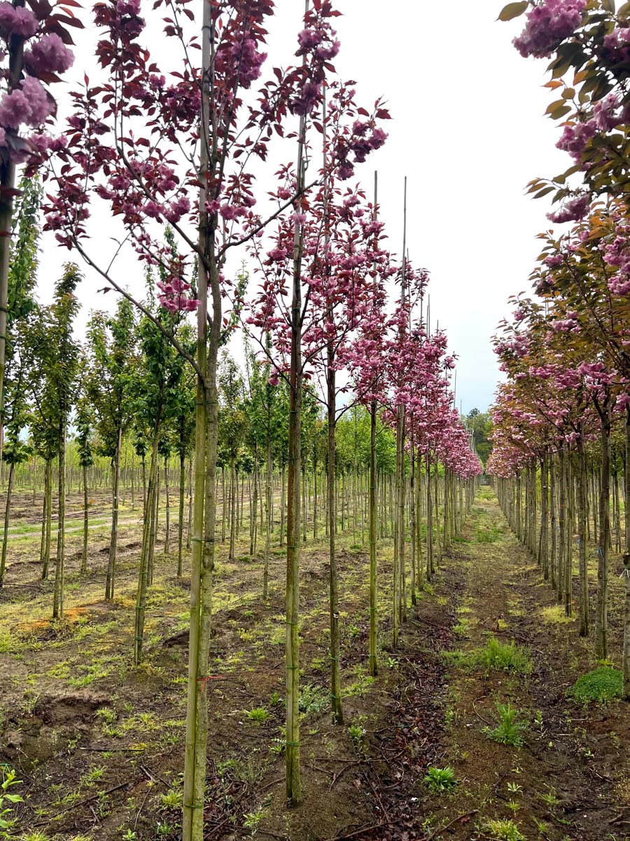 Prunus serrulata 'Royal Burgundy' op stam op stam