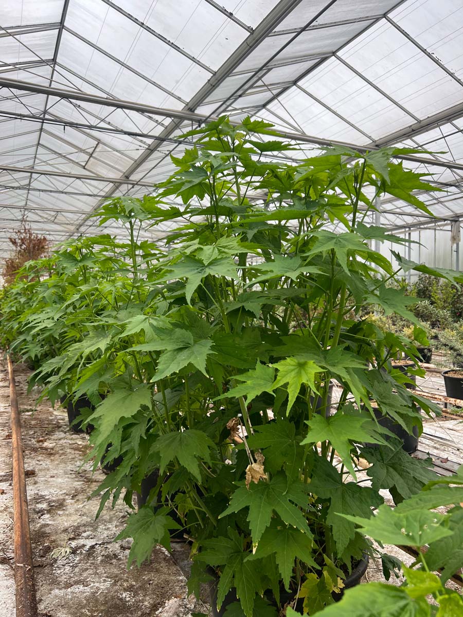 Sida hermaphrodita meerstammig / struik struik