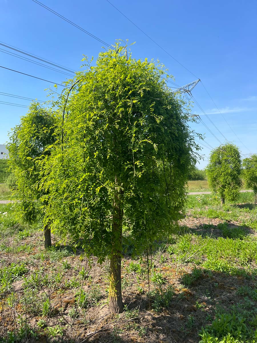 Styphnolobium japonicum 'Pendula' op stam op stam