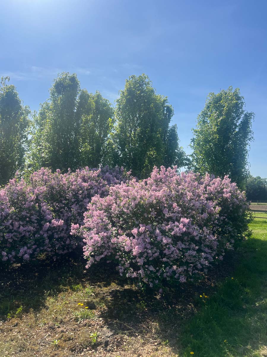 Syringa 'Josée' meerstammig / struik struik