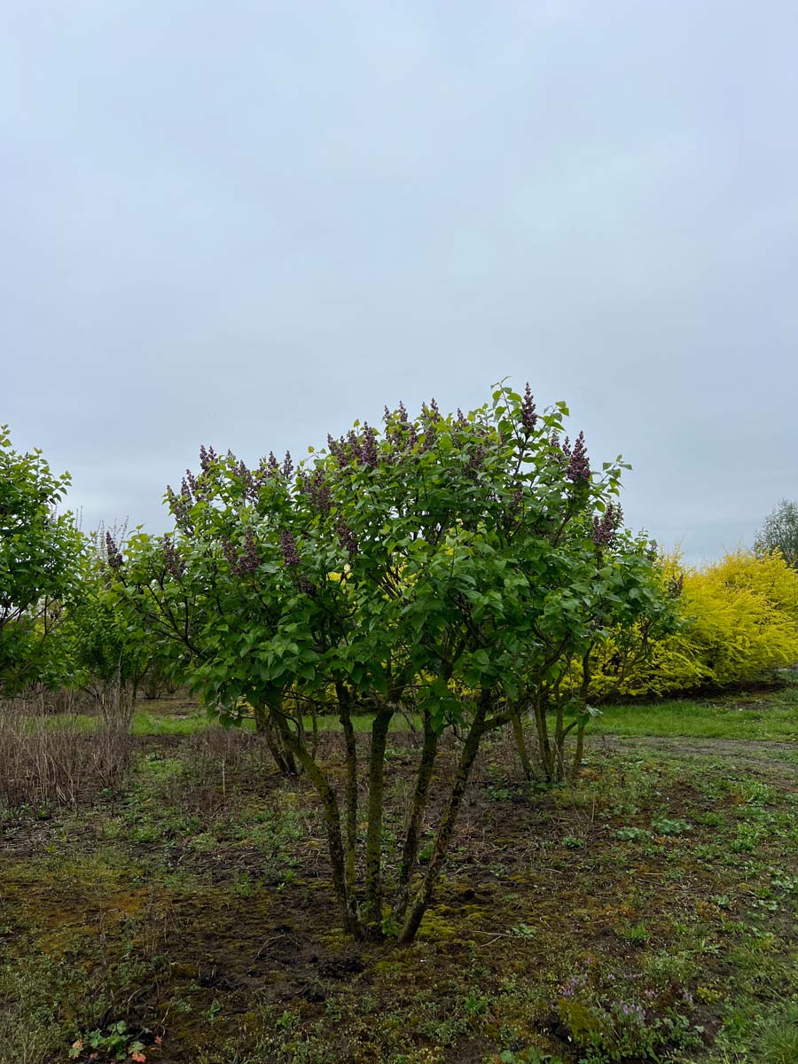 Syringa vulgaris 'Michel Buchner' meerstammig / struik struik