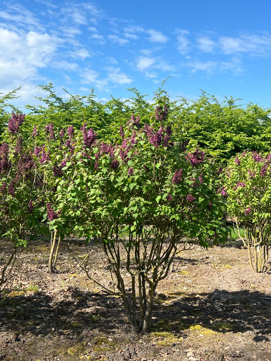 Syringa vulgaris 'Ruhm von Horstenstein' meerstammig / struik struik
