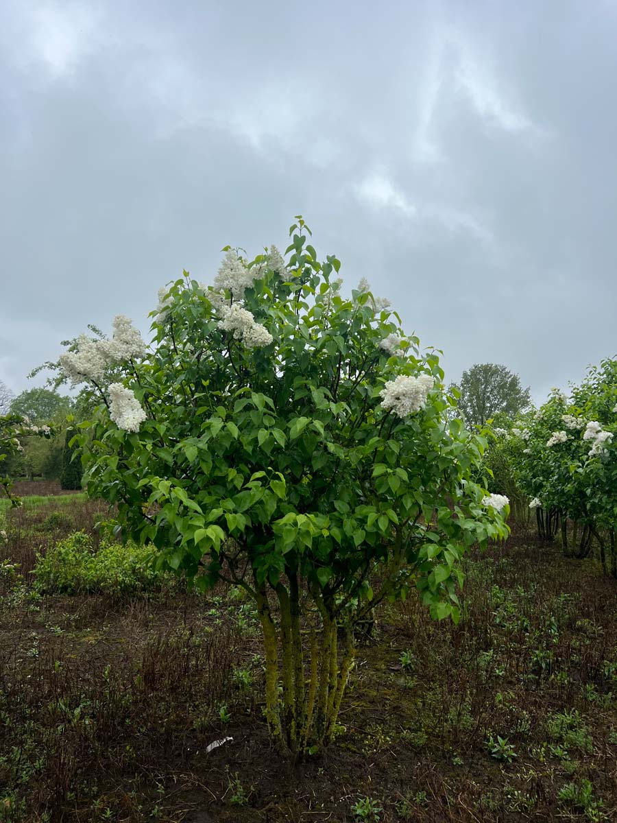 Syringa vulgaris 'Souvenir d'Alice Harding' meerstammig / struik struik