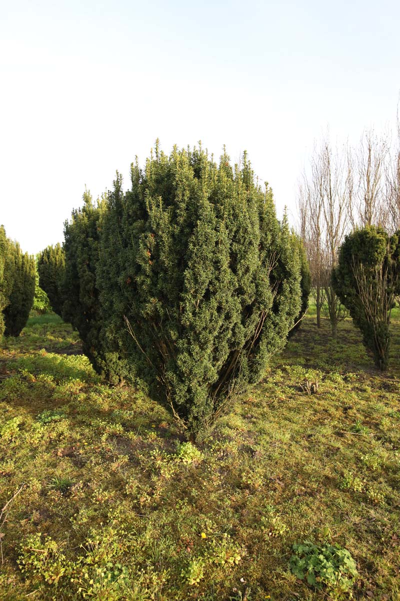 Taxus baccata 'David' solitair