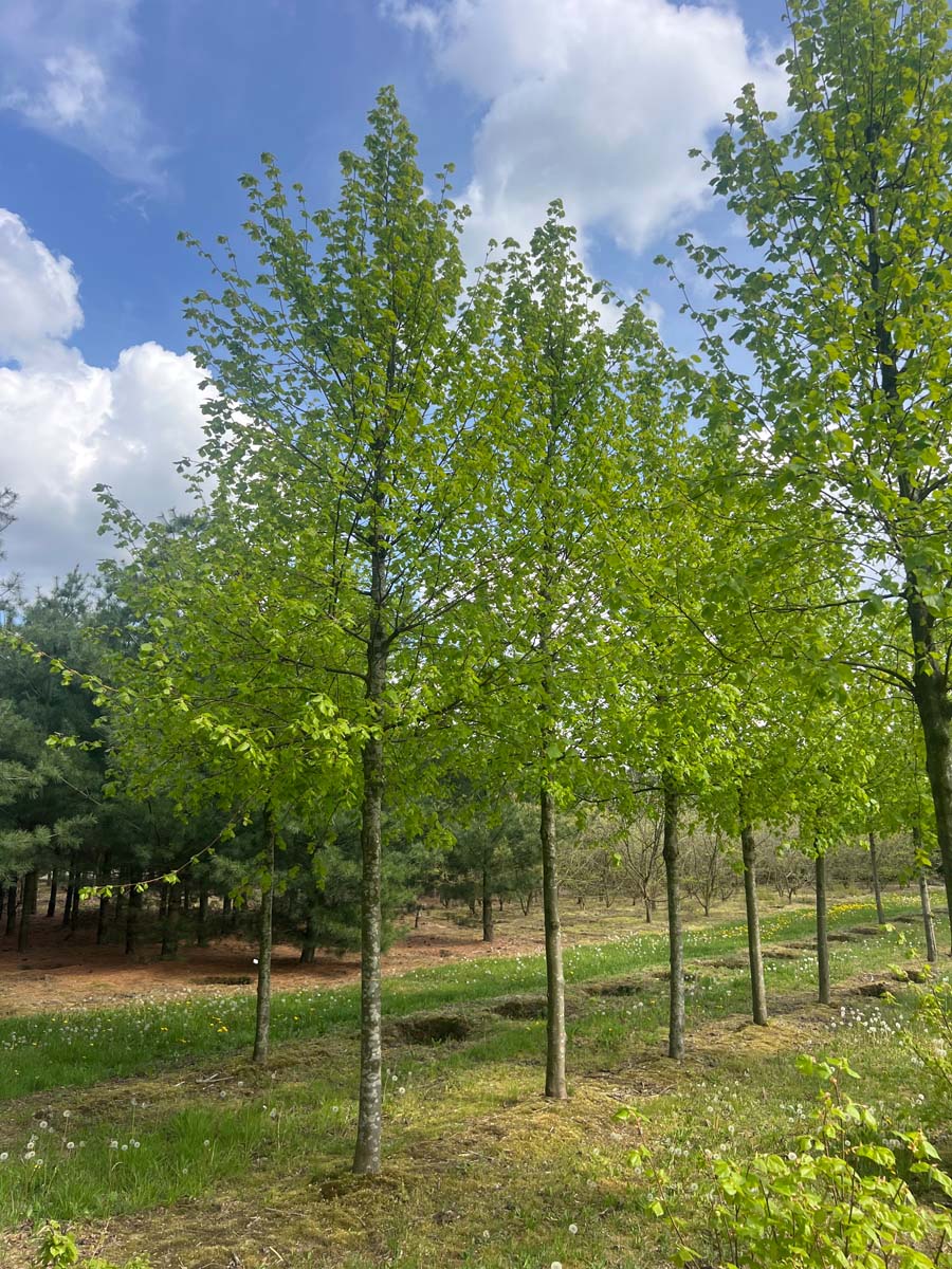 Tilia europaea 'Pallida' op stam op stam