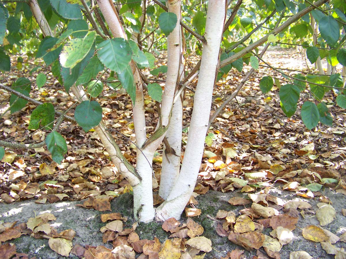 Betula utilis 'Doorenbos' dakboom meerstammig