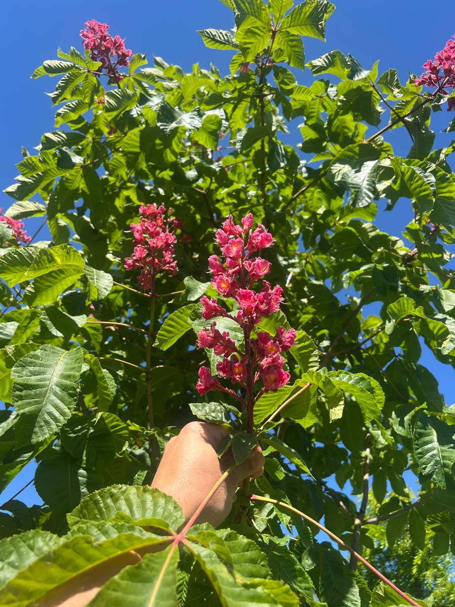 Aesculus carnea 'Briotii' solitair bloem