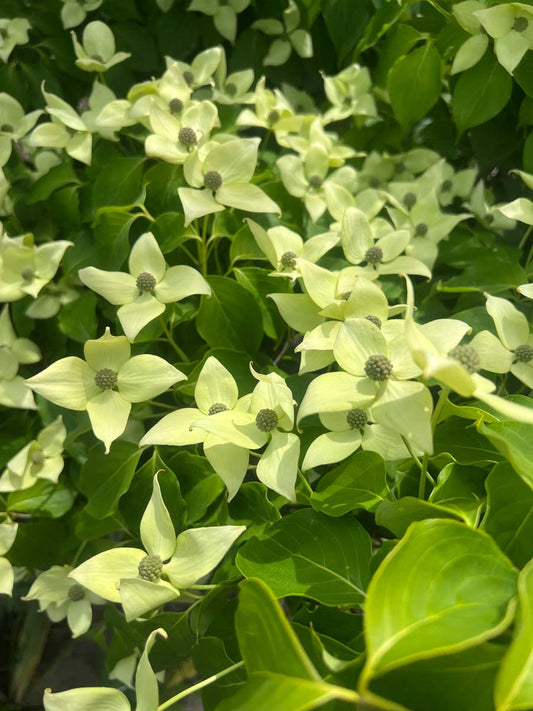 Cornus kousa 'China Girl' op stam bloesem