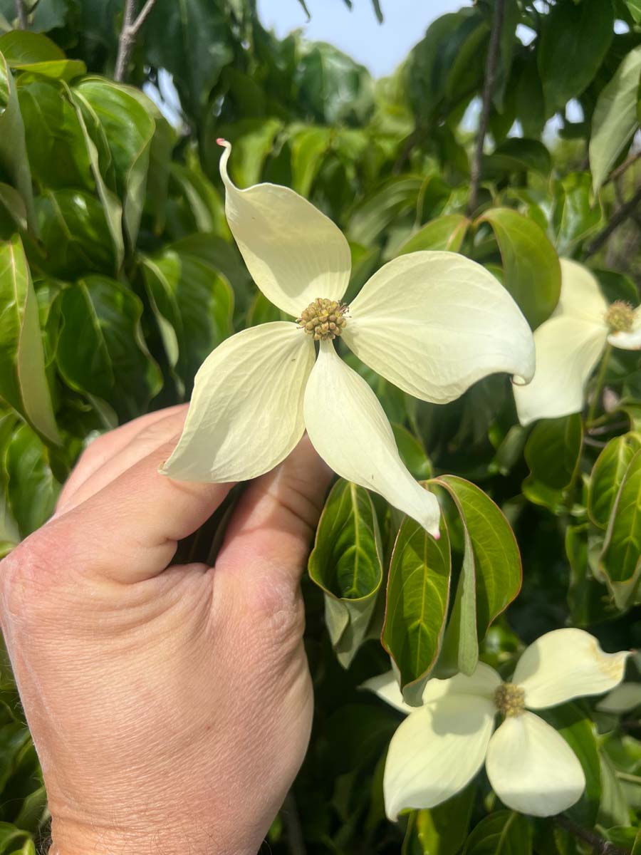 Cornus kousa chinensis solitair bloem