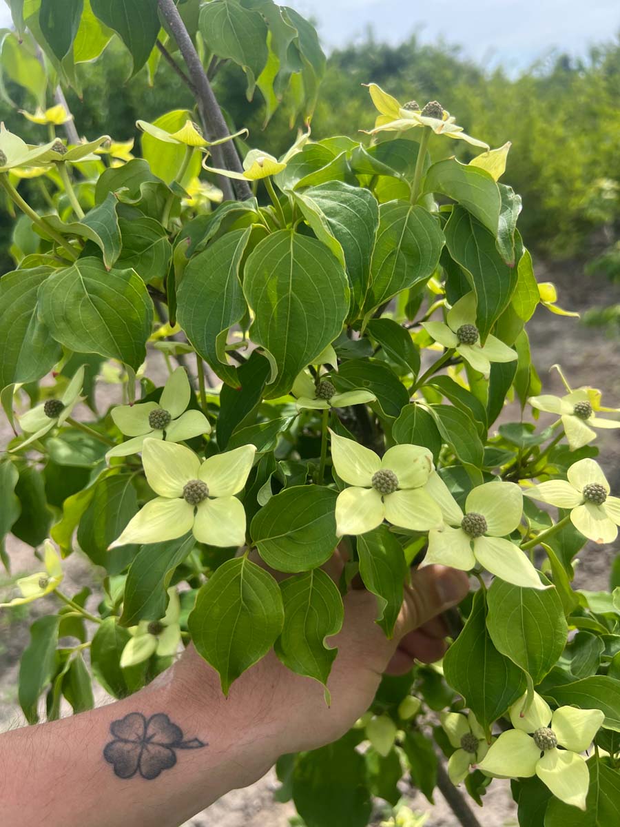 Cornus kousa 'Schmetterling' op stam bloesem