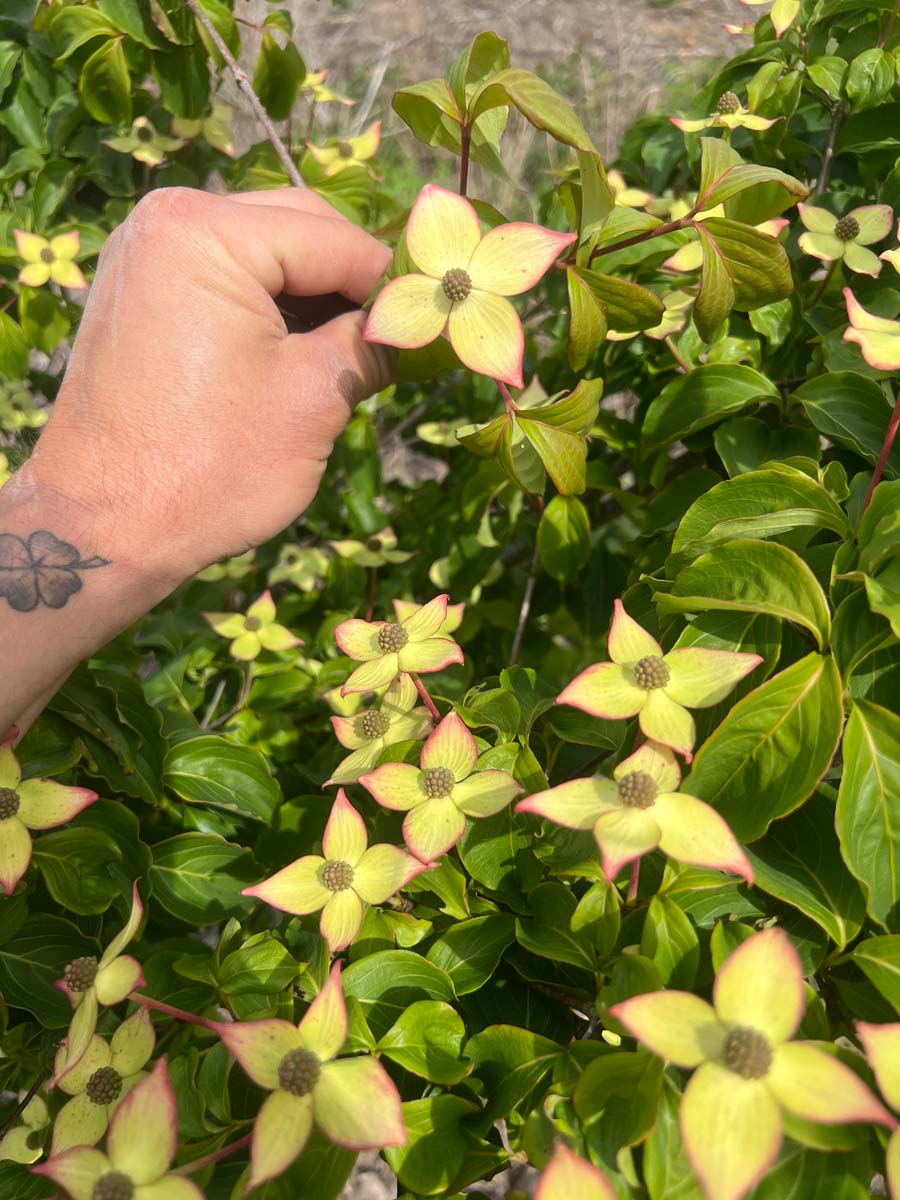 Cornus kousa 'Wieting's Select' meerstammig / struik bloesem
