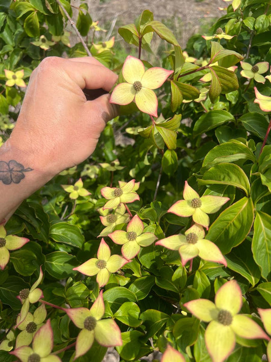 Cornus kousa 'Wieting's Select' op stam bloesem
