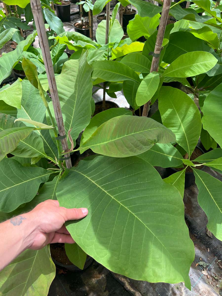 Magnolia tripetala solitair blad