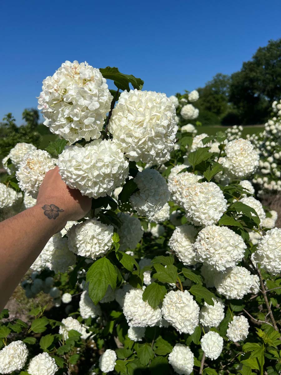 Viburnum opulus 'Roseum' haagplant bloesem