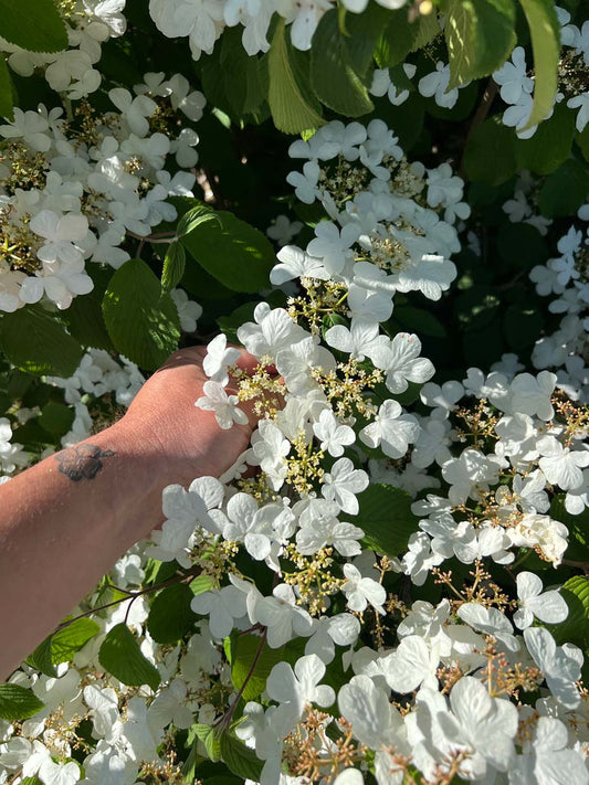 Viburnum plicatum 'Mariesii' haagplant bloesem