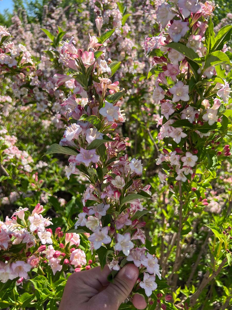 Weigela 'Rosea' meerstammig / struik bloem