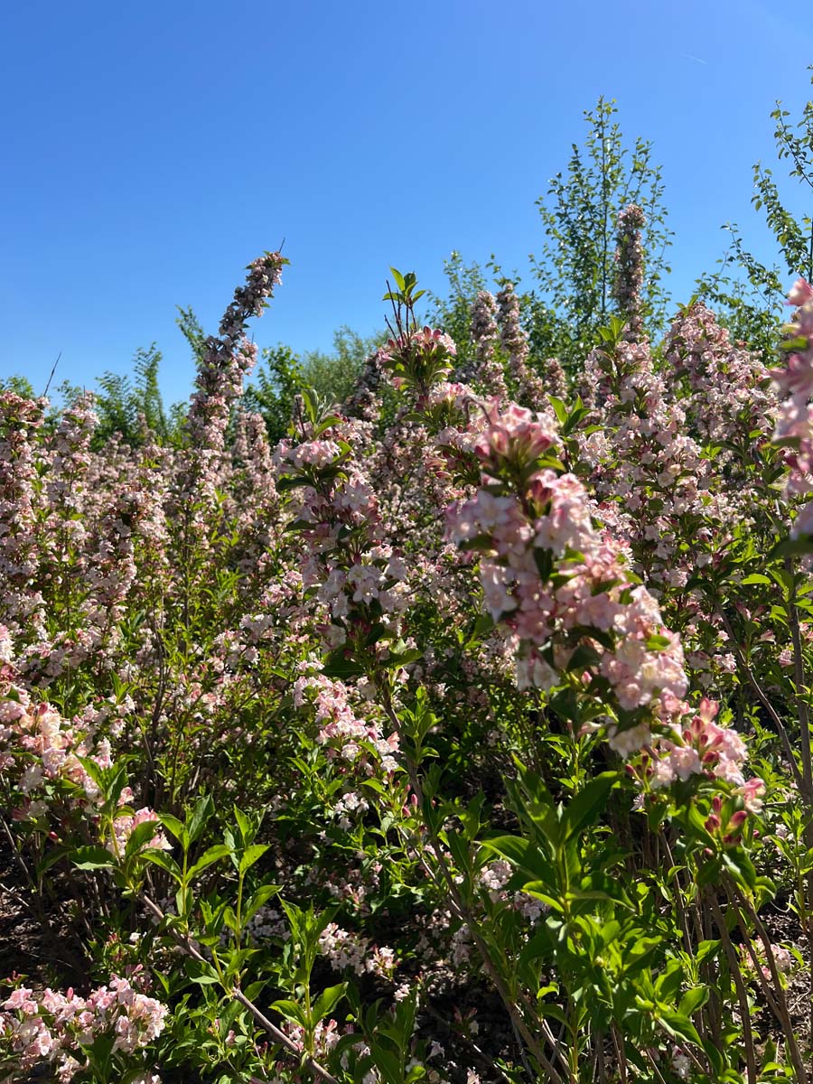 Weigela 'Rosea' haagplant bloem