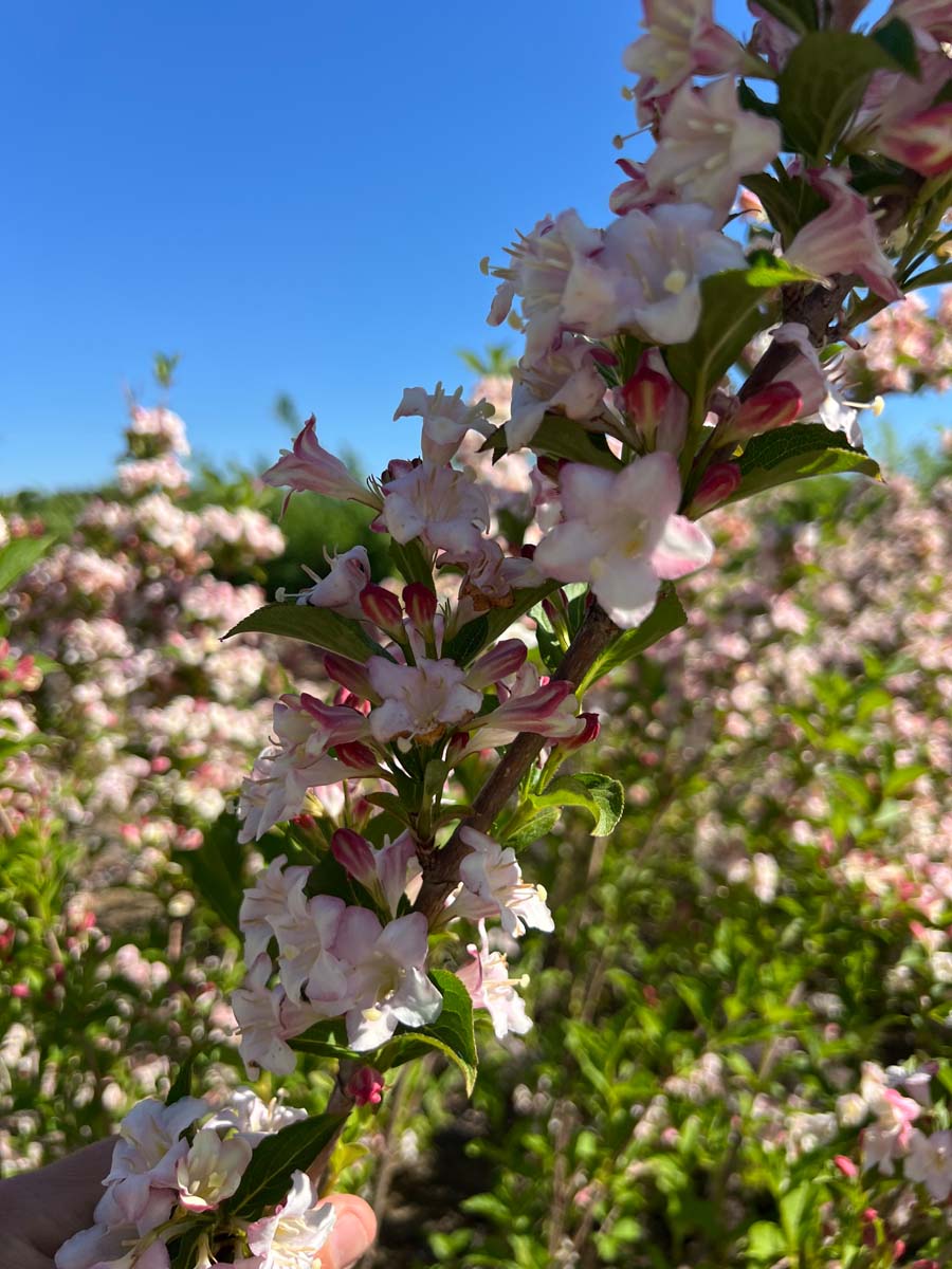 Weigela 'Rosea' meerstammig / struik bloesem