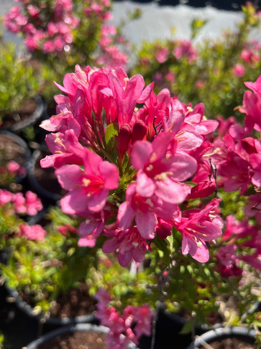 Weigela 'TVP2' Tuinplanten bloem
