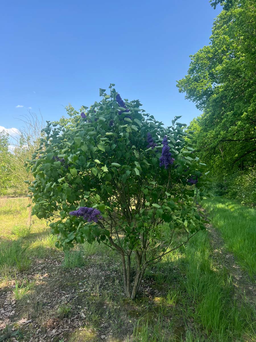 Syringa vulgaris 'Andenken an Ludwig Späth' meerstammig / struik struik