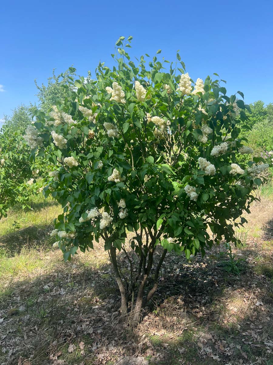 Syringa vulgaris 'Primrose' meerstammig / struik struik