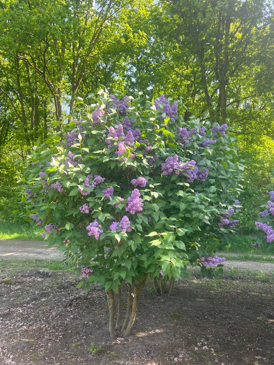 Syringa vulgaris 'Ruhm von Horstenstein' meerstammig / struik struik