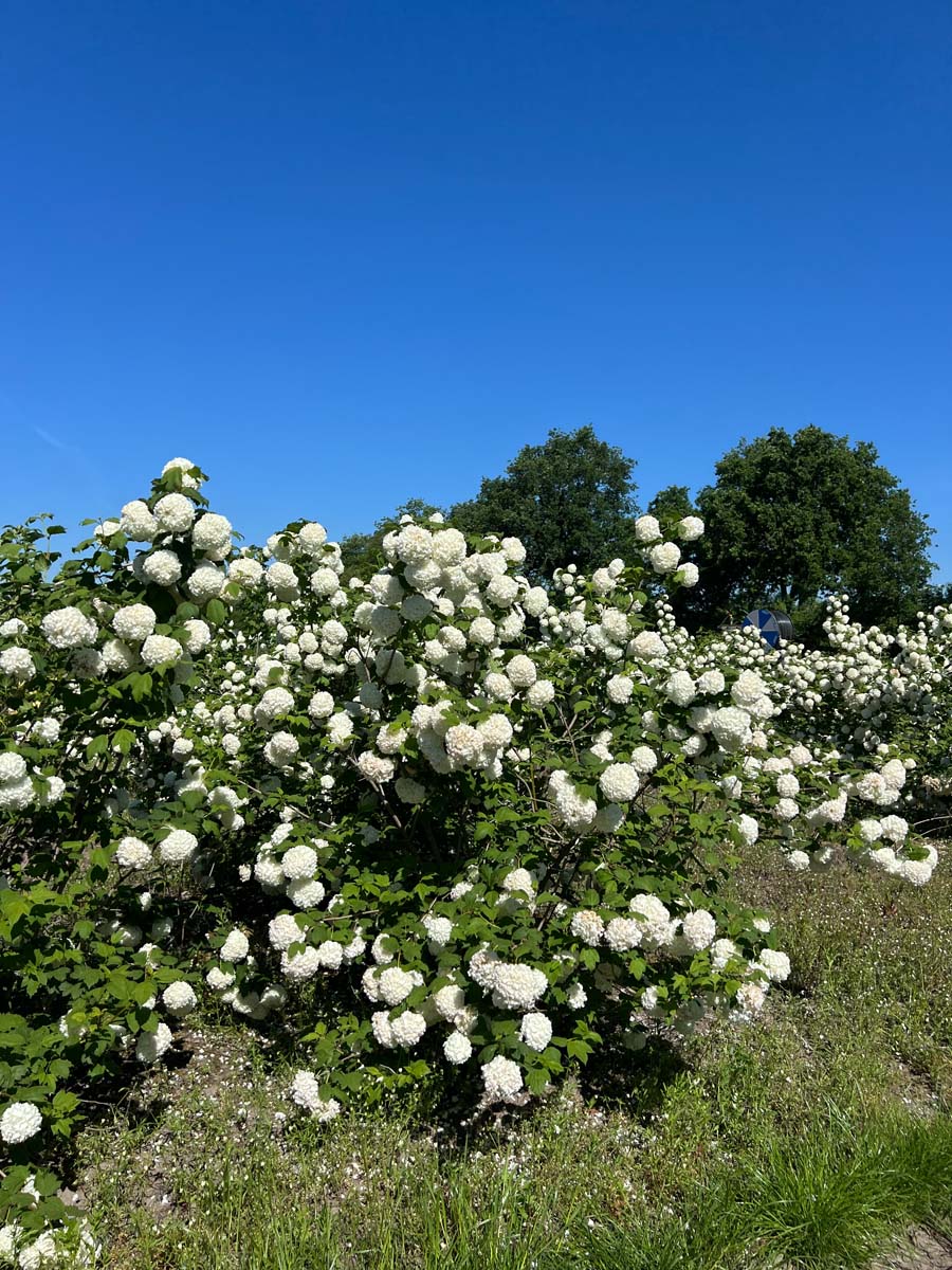 Viburnum opulus 'Roseum' meerstammig / struik struik