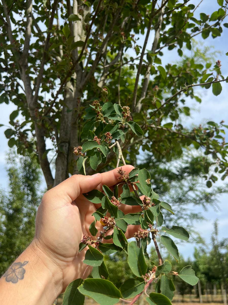 Amelanchier alnifolia 'Obelisk' op stam vrucht