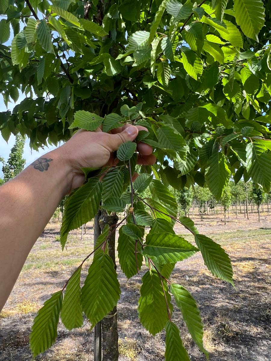 Carpinus betulus haagplant blad