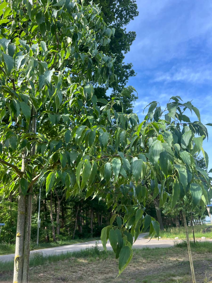 Celtis australis meerstammig / struik bladeren