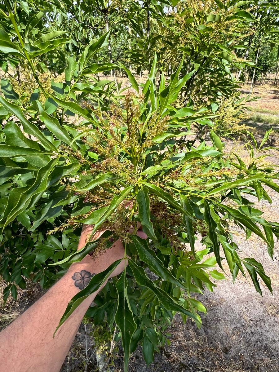 Fraxinus ornus 'Paus Johannes-Paulus II' op stam bloem