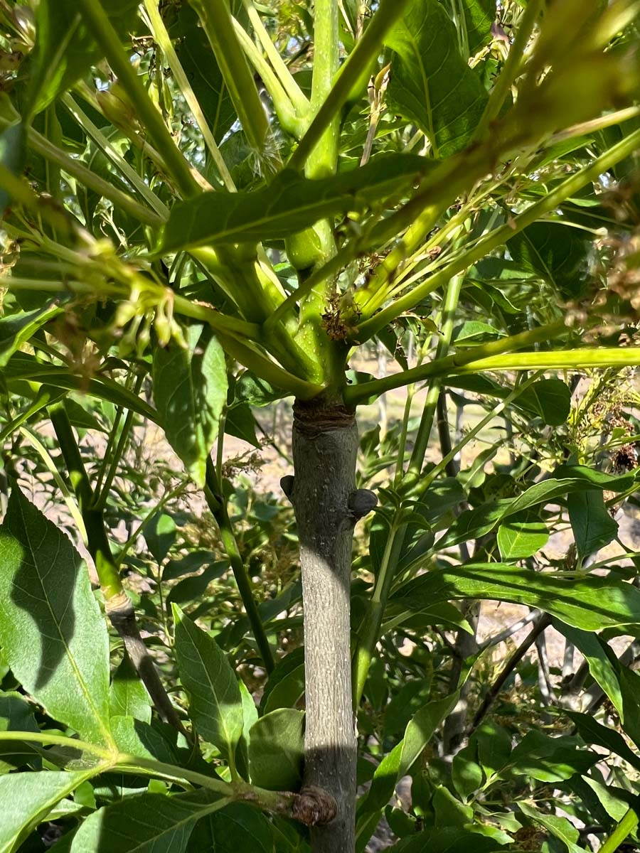 Fraxinus ornus 'Paus Johannes-Paulus II' Tuinplanten stam