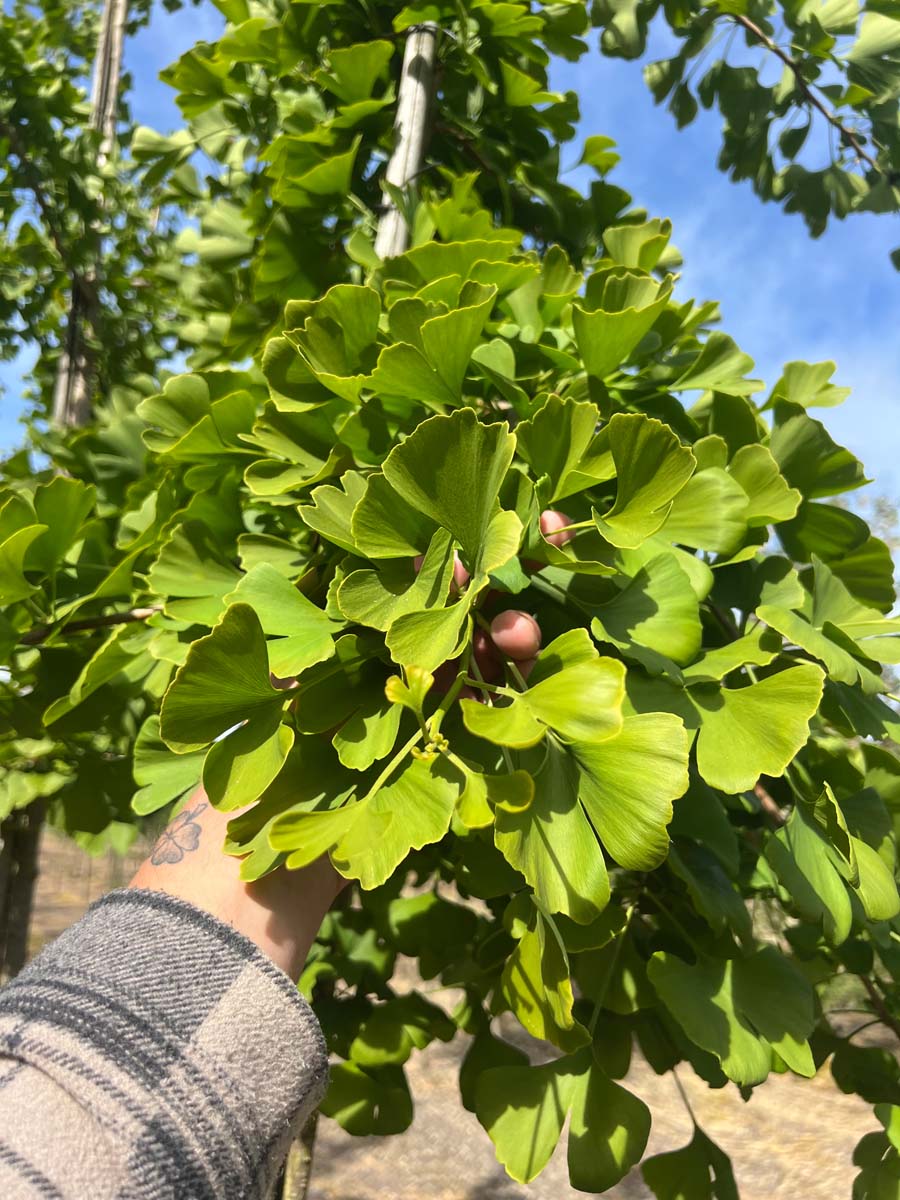 Ginkgo biloba haagplant blad