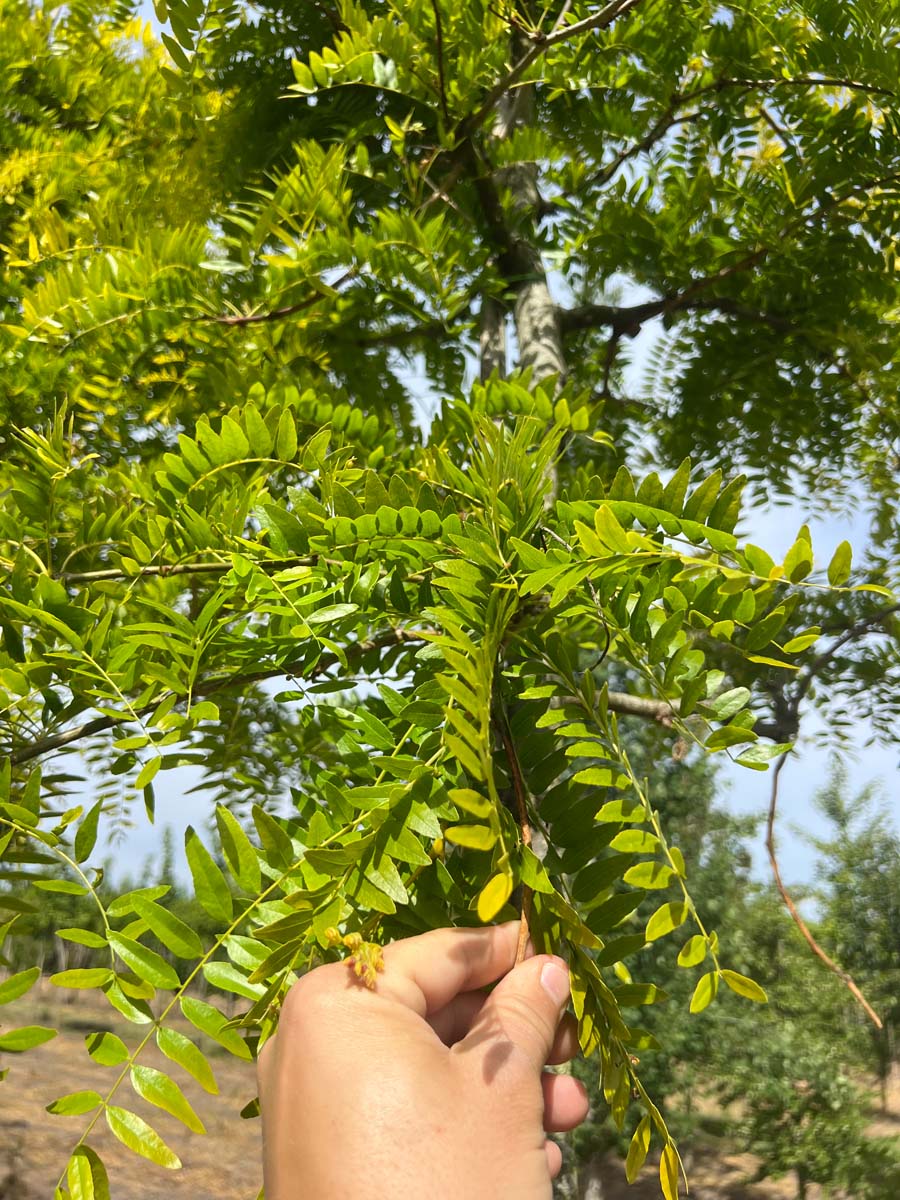 Gleditsia triacanthos 'Sunburst' dakboom bladeren