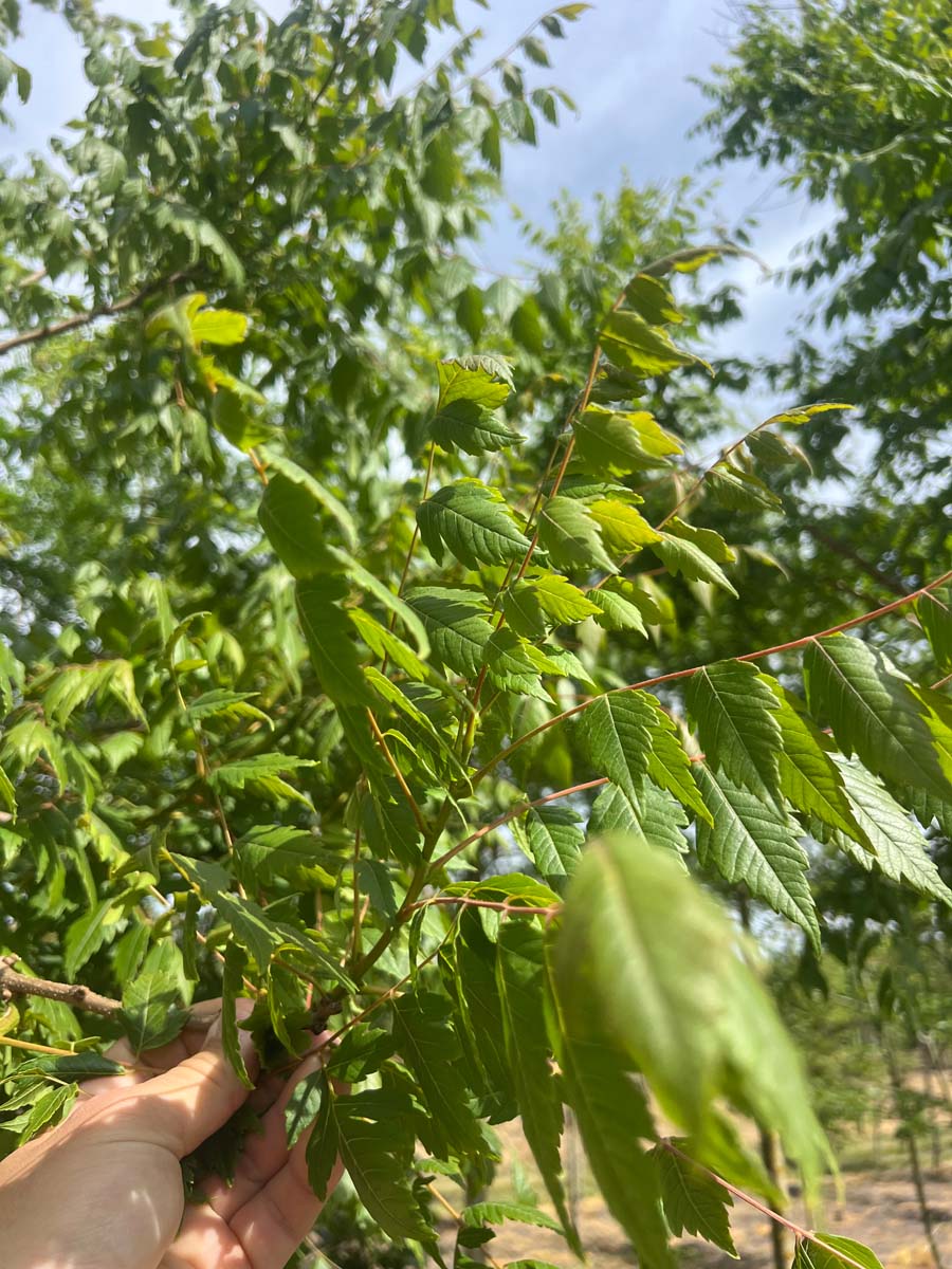 Koelreuteria paniculata 'Rosseels' op stam bladeren