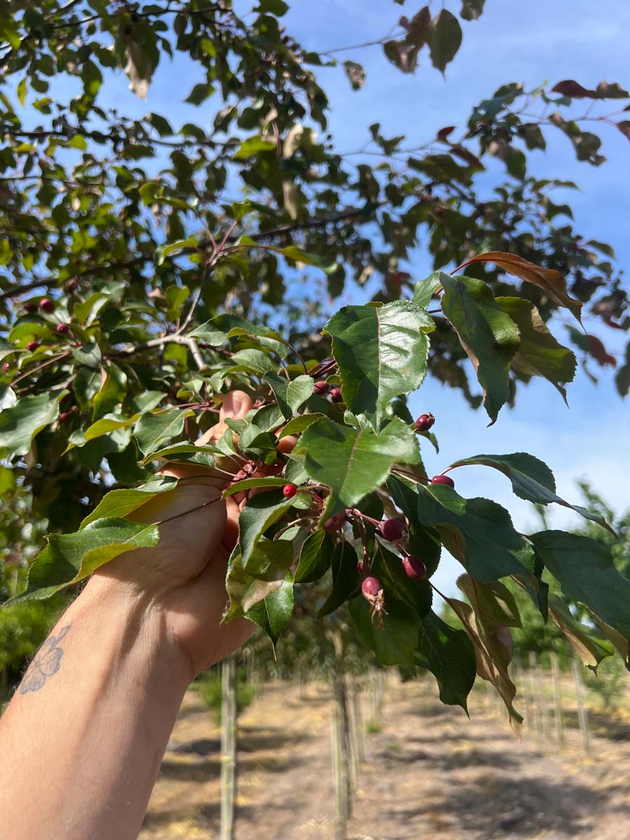 Malus 'Mokum' meerstammig / struik vrucht