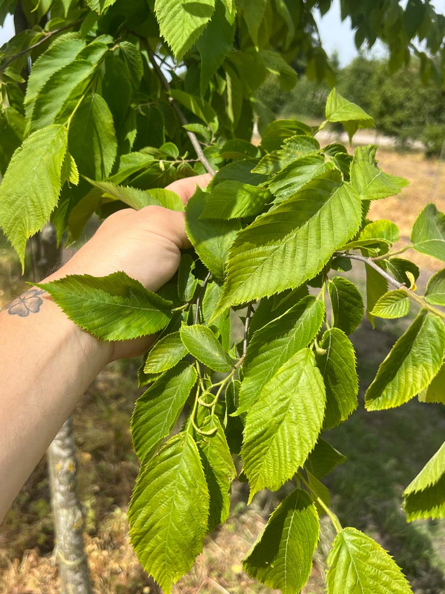 Ostrya japonica op stam blad