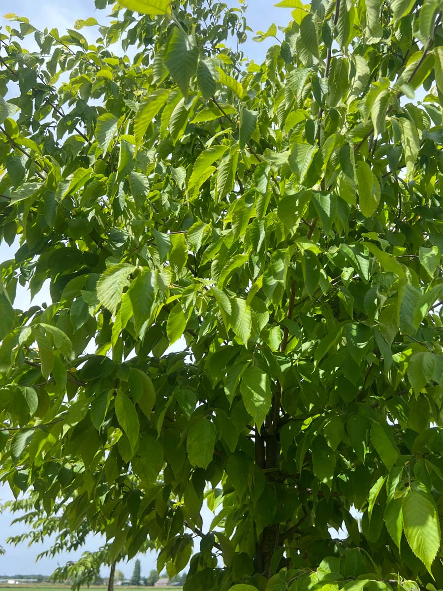 Ostrya japonica op stam kroon